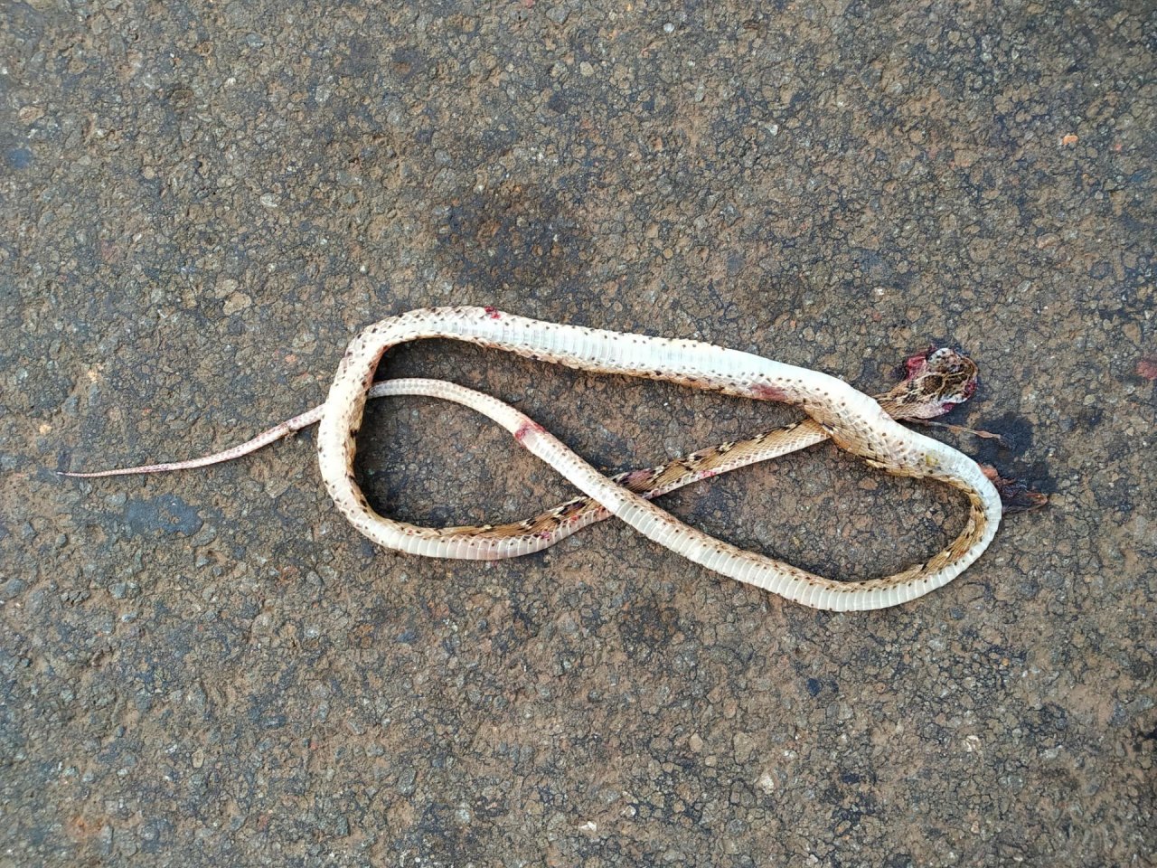 Schlange in Roadkill App spotted by Nikhil17 on 21.12.2020