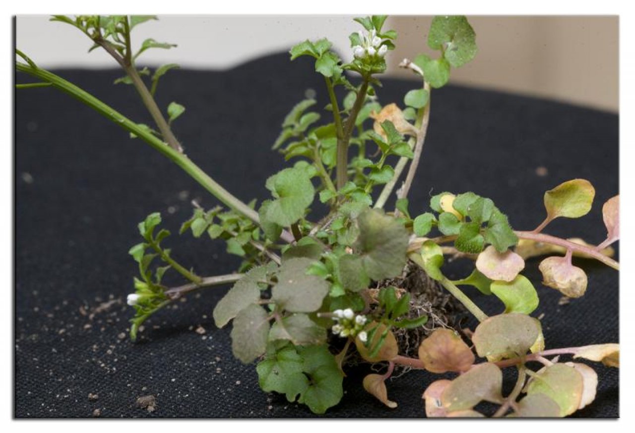 Plants in NatureSpots App spotted by Danny VG on 31.01.2021