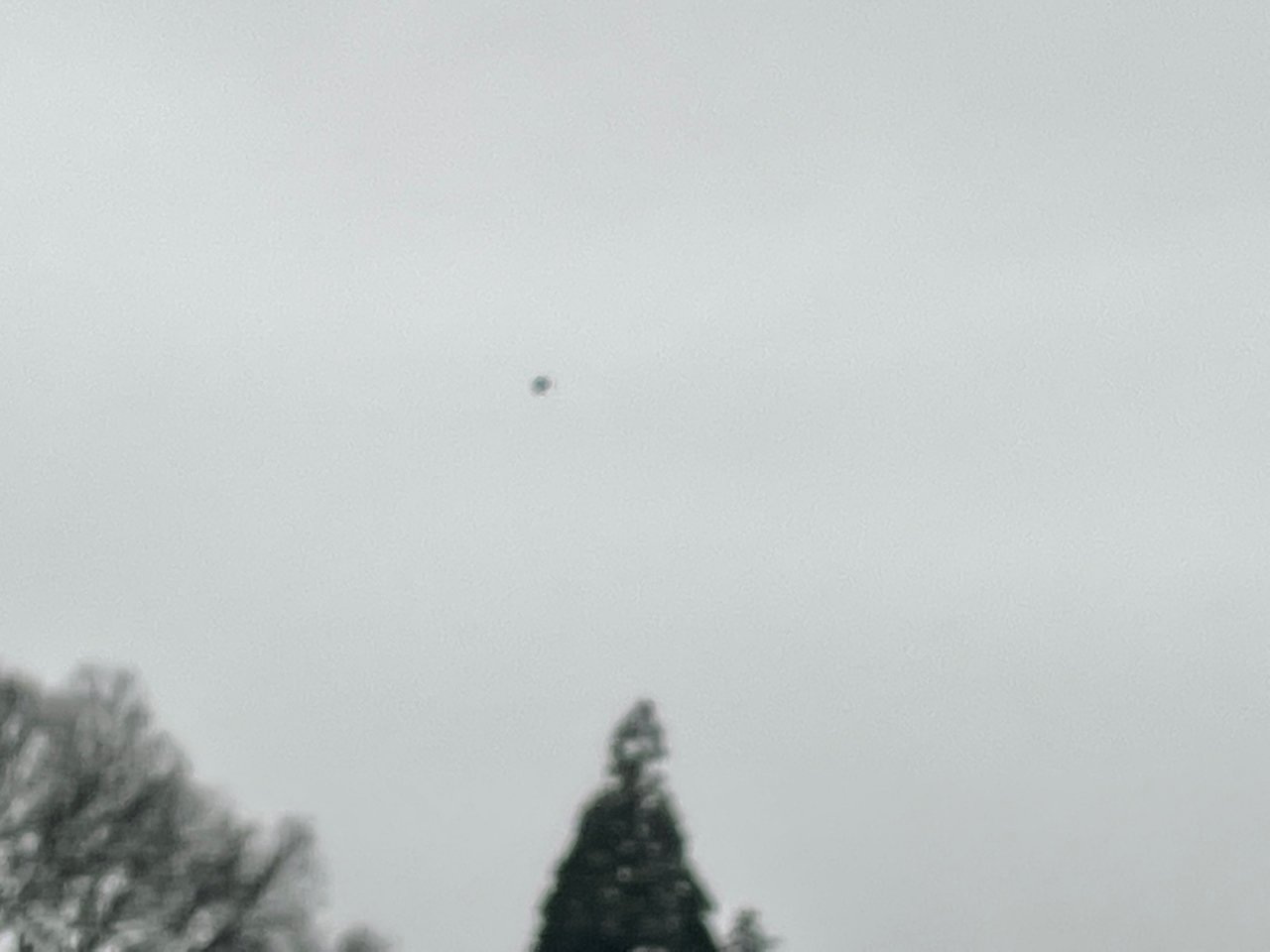 Carrion Crow in KraMobil App spotted by Andreas Ryser on 28.12.2020