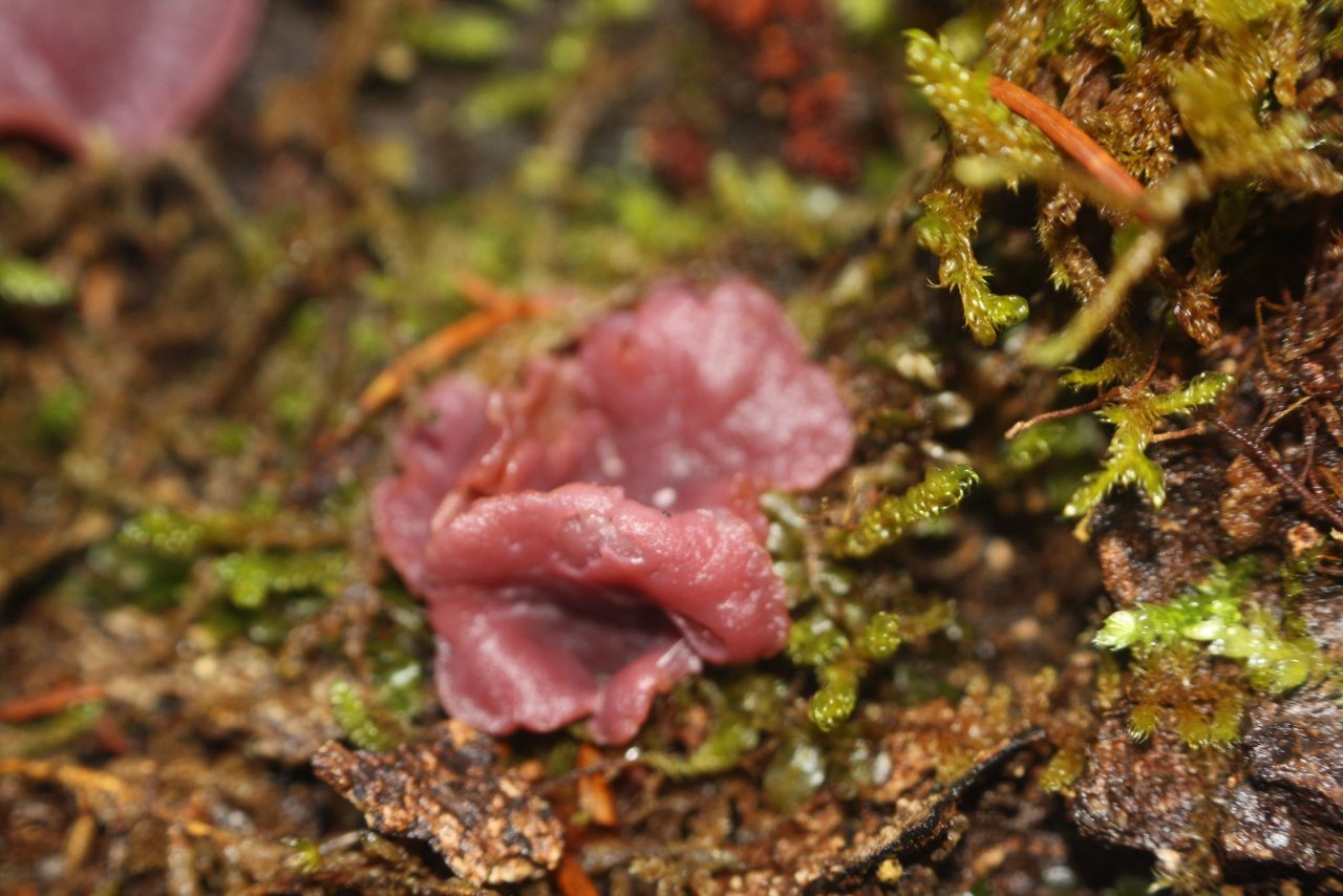 anderer Becherling in Pilzfinder App spotted by Treitner on 18.12.2020