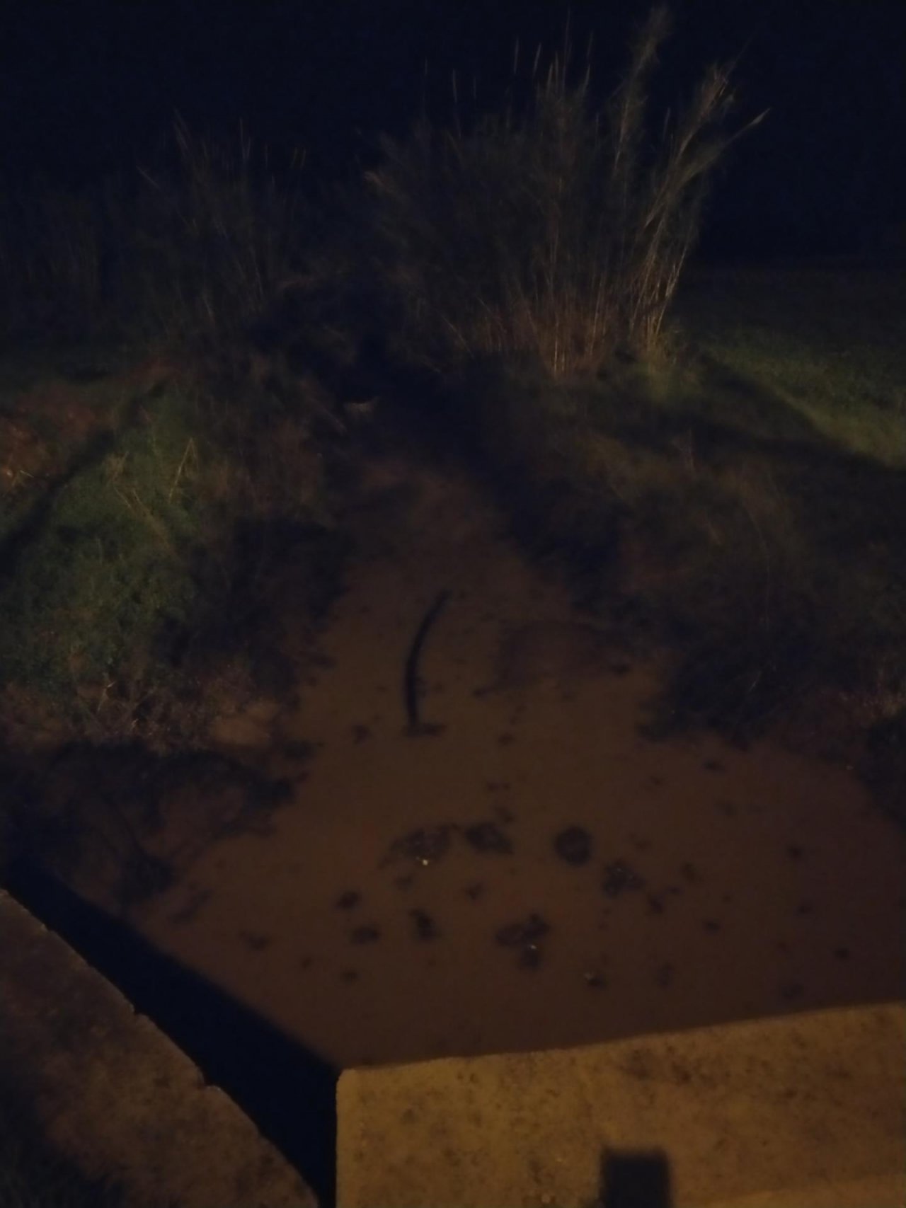 temporary stream in CrowdWater App spotted by Iakovos Tziortzis on 14.12.2020