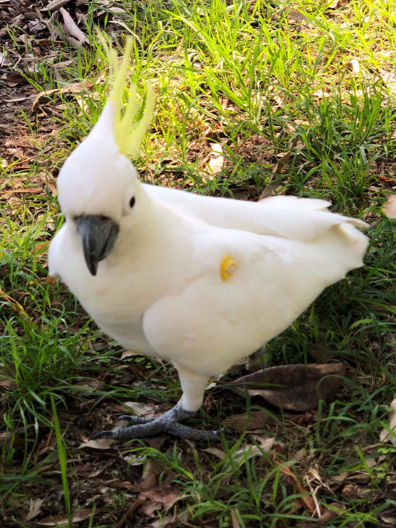 Sulphur-crested Cockatoo in Big City Birds App spotted by Philipp on 05.01.2021