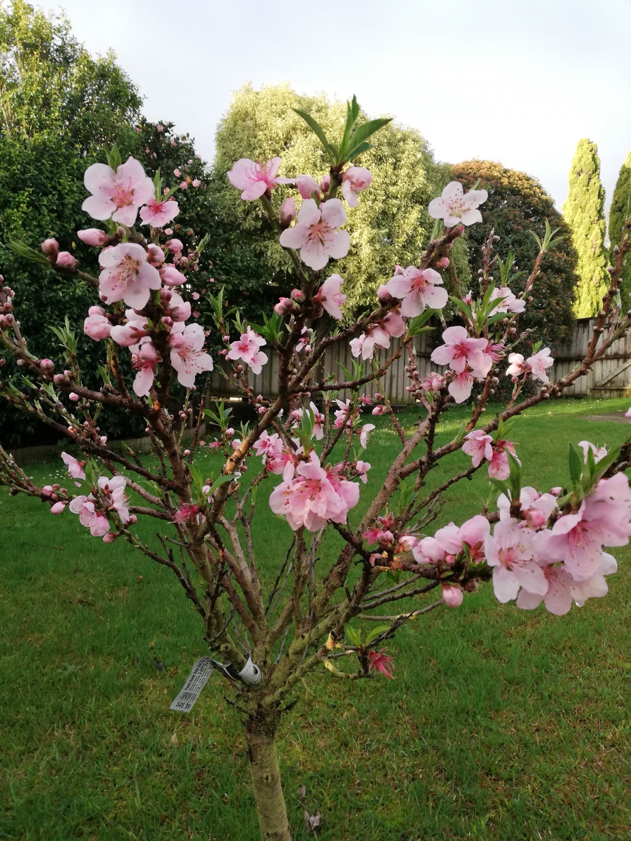 Pêssego / Nectarina / Cereja