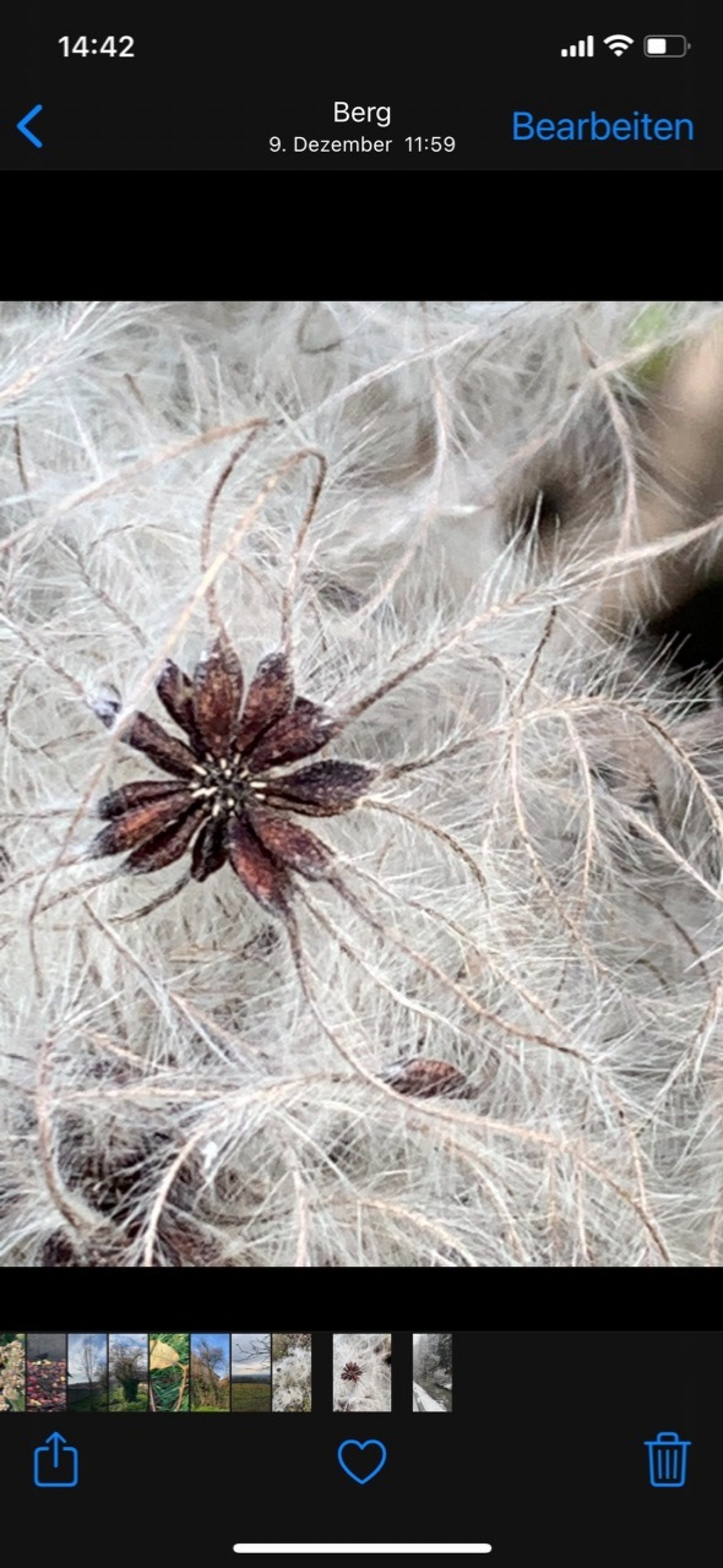 Eine andere krautige Art in Naturkalender App spotted by Franz on 18.12.2020