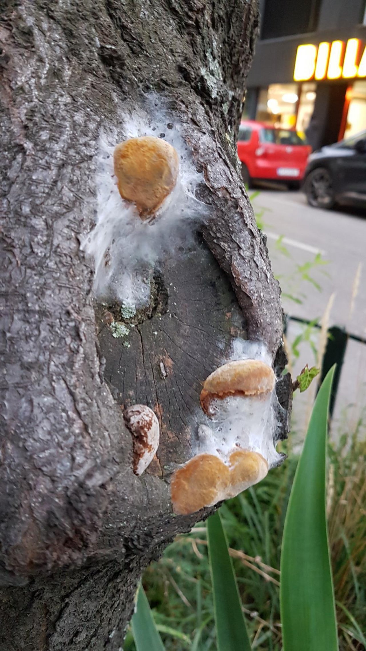 anderer Porling in Pilzfinder App spotted by Ka vonSeiten on 17.12.2020