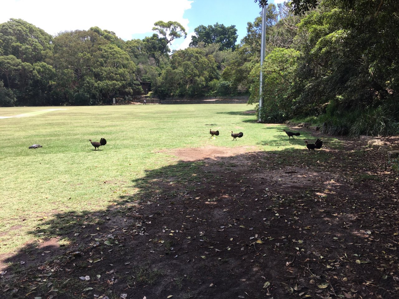 Brush-turkey in Big City Birds App spotted by rabsda on 05.01.2021