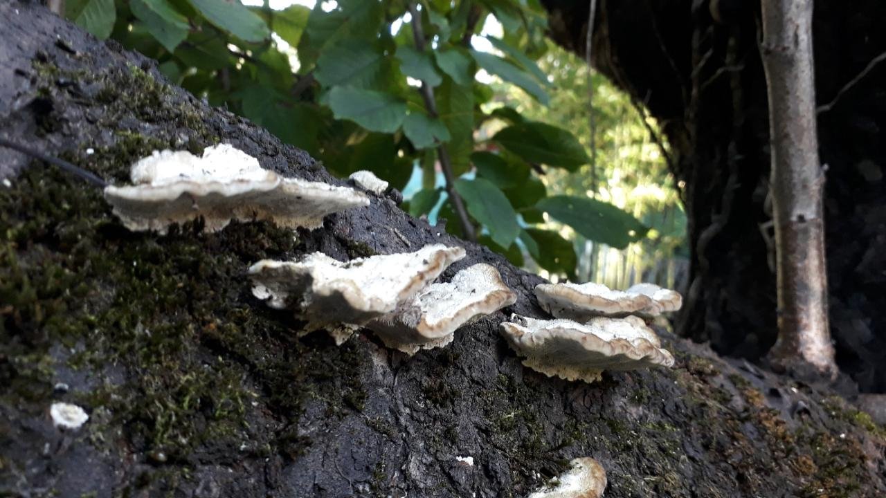 anderer Porling in Pilzfinder App spotted by Valerian Scherer on 01.10.2020