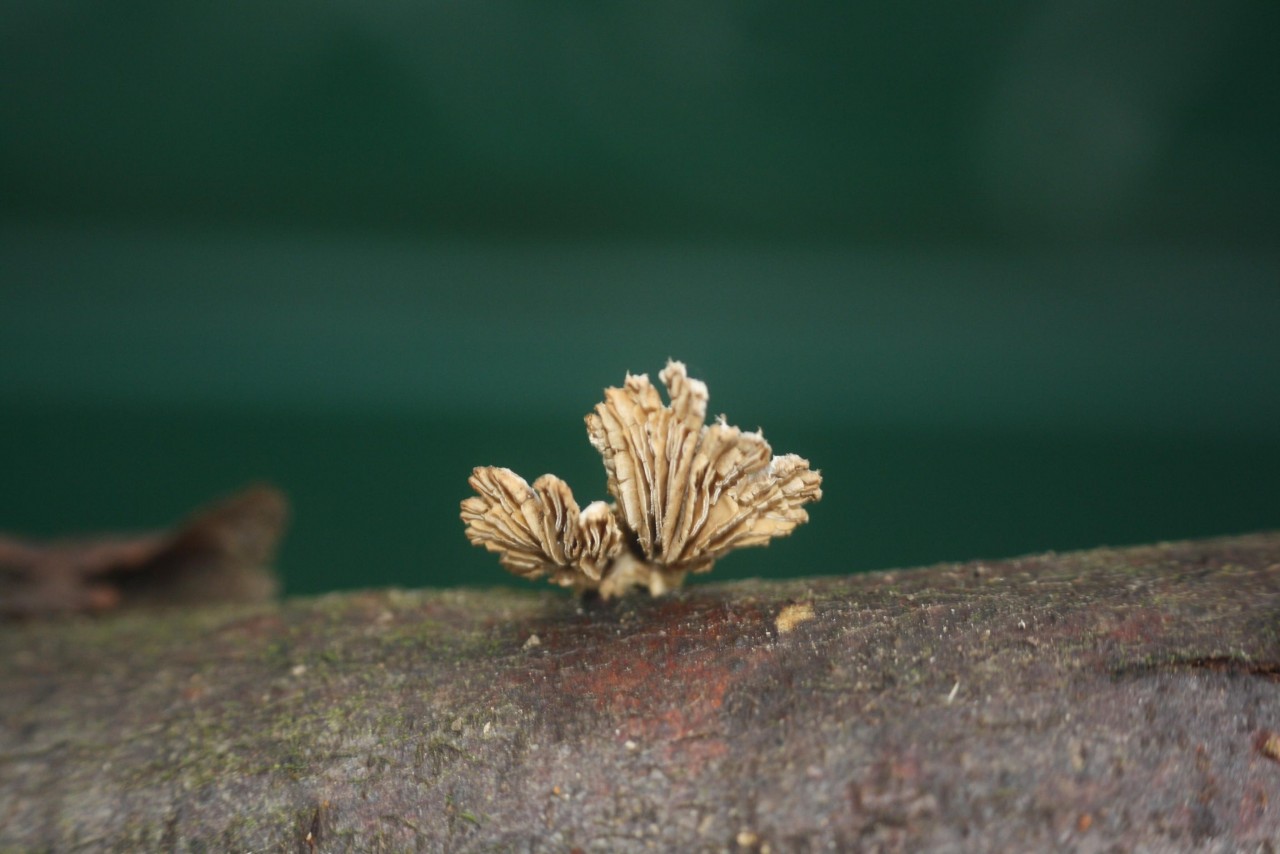 | Pilzfinder App | 09.12.2020