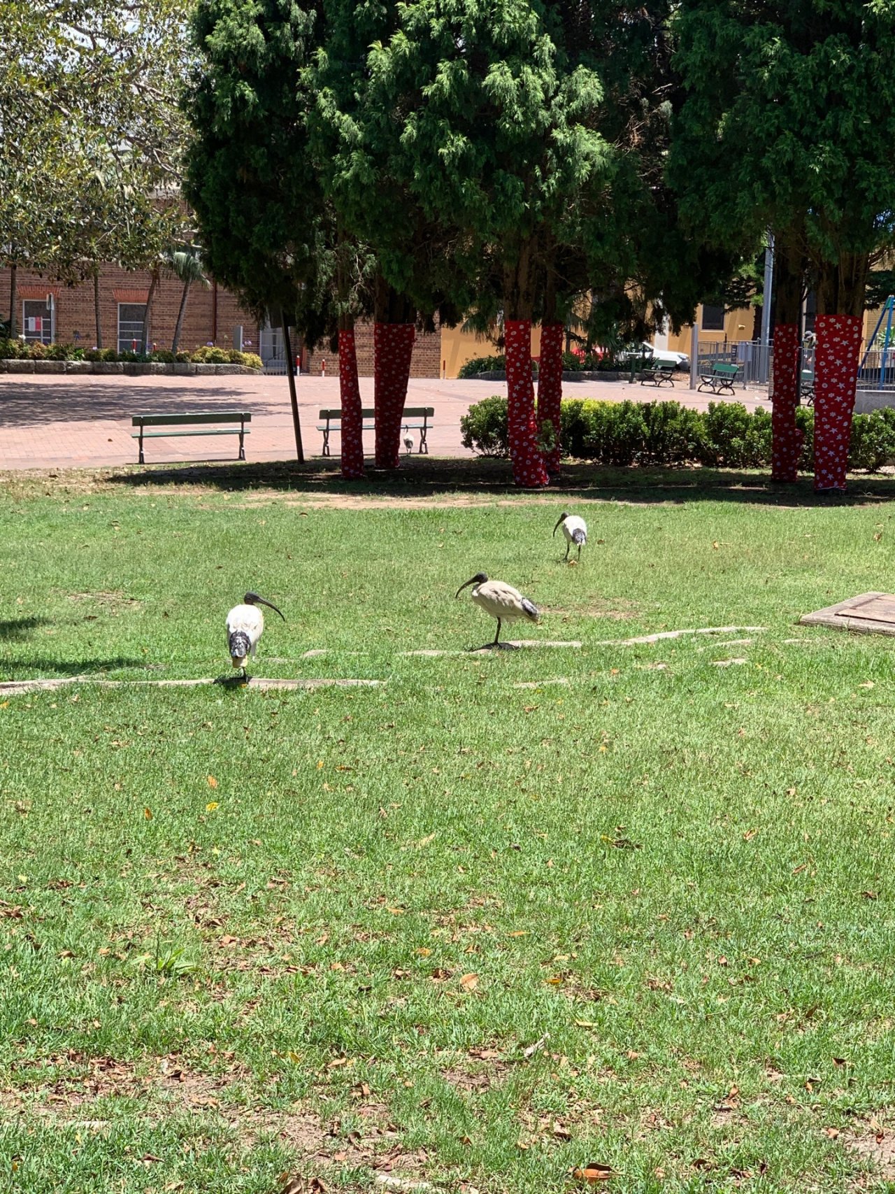 White Ibis in Big City Birds App spotted by Sean Serduk on 23.12.2020