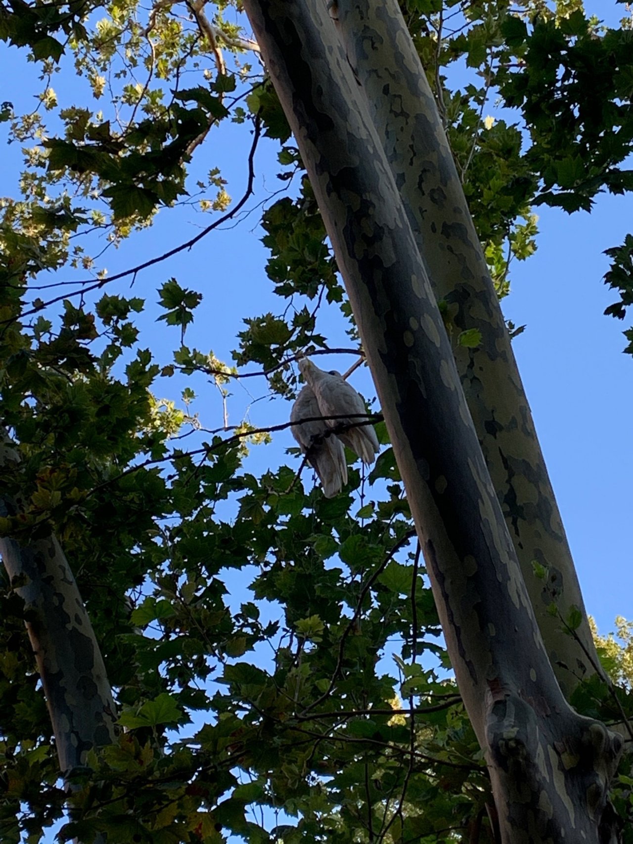 Sulphur-crested Cockatoo in Big City Birds App spotted by Laurie McGuirk on 27.12.2020