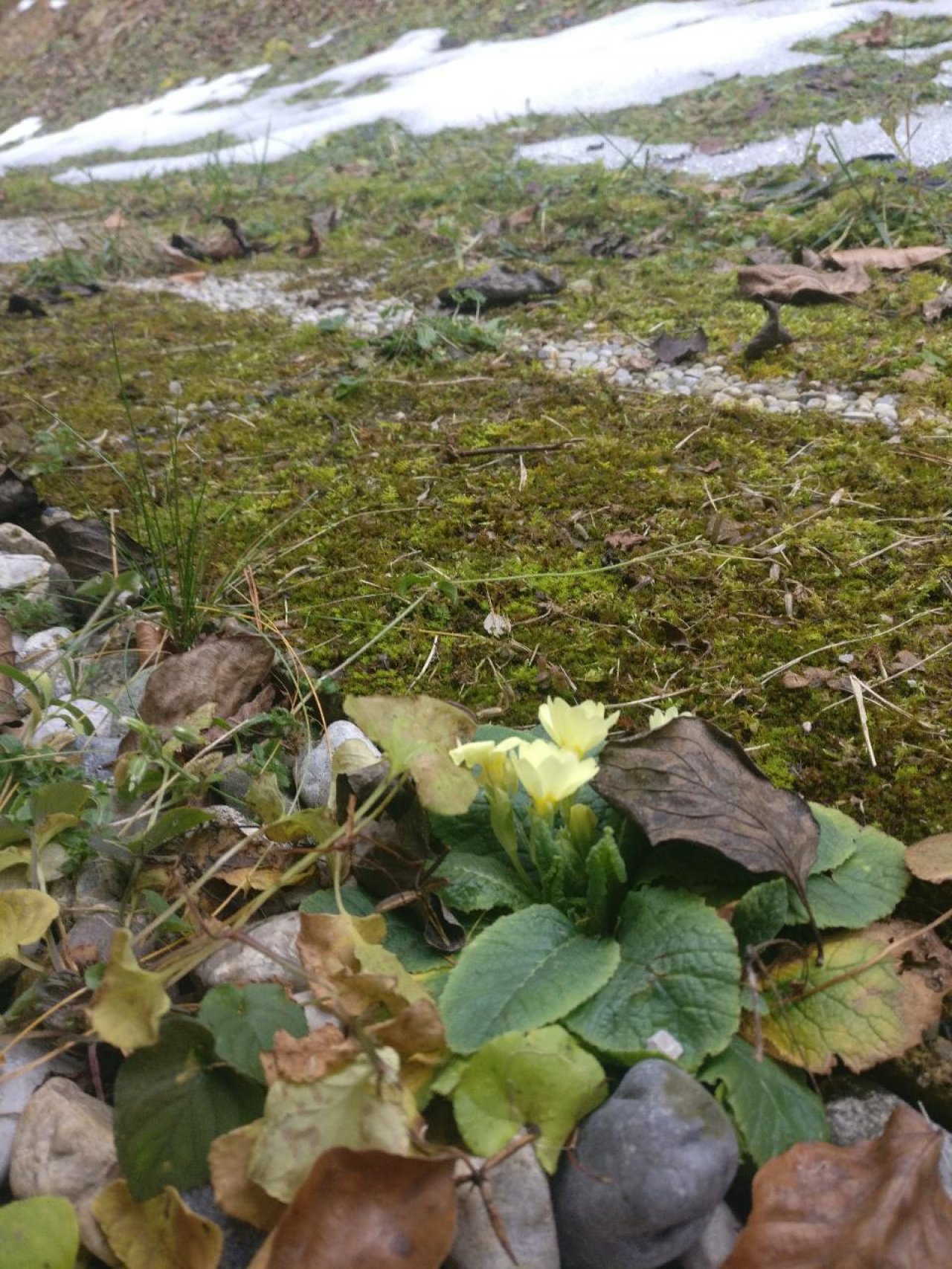 Eine andere Art in Naturkalender App spotted by Susi on 22.12.2020