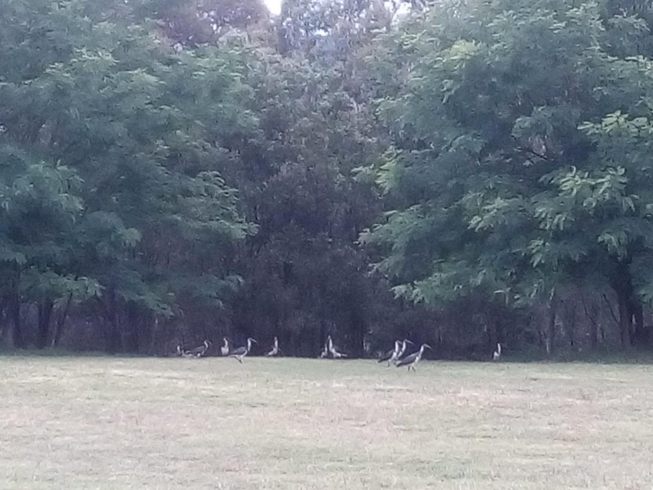 White Ibis in Big City Birds App spotted by Ch Fi on 14.12.2020