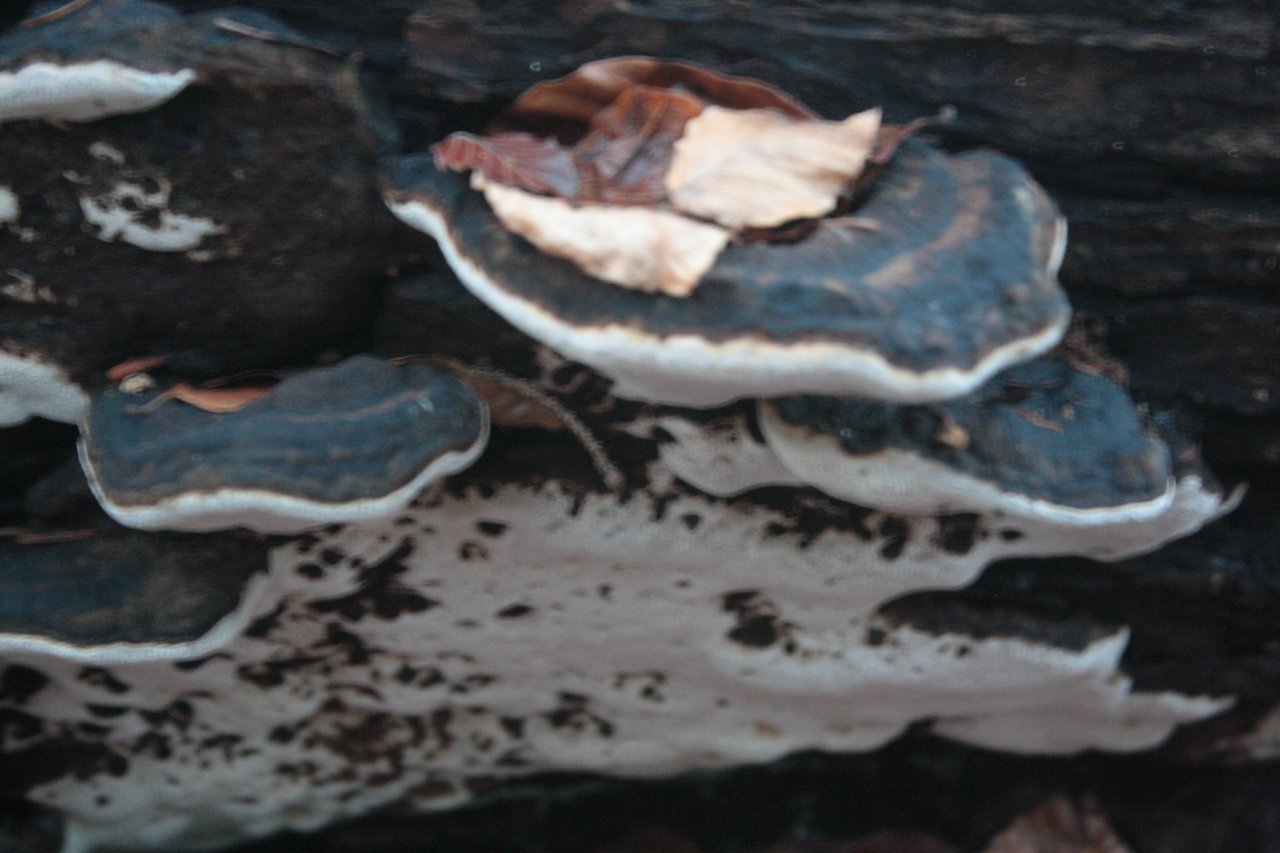 anderer Porling in Pilzfinder App spotted by Treitner on 19.12.2020