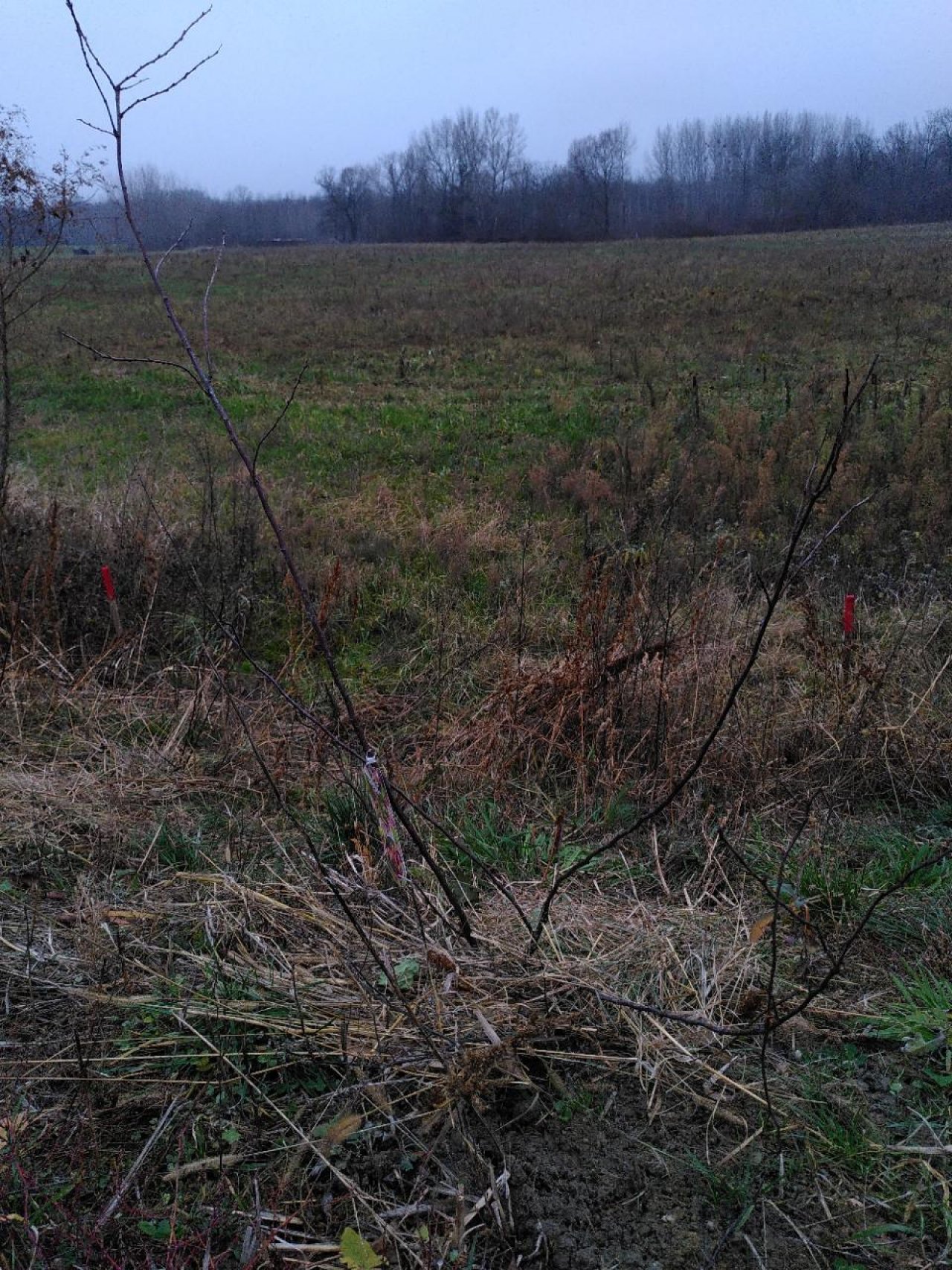 Eine andere Baumart in Naturkalender App spotted by TheOSWR on 18.12.2020