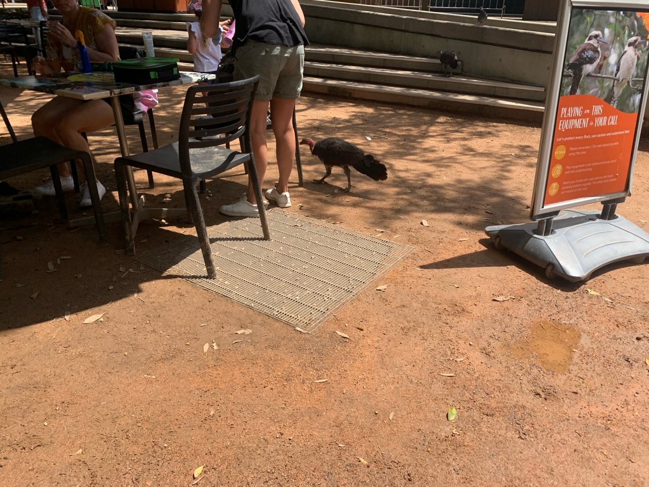 Brush-turkey in Big City Birds App spotted by John Martin on 01.02.2021