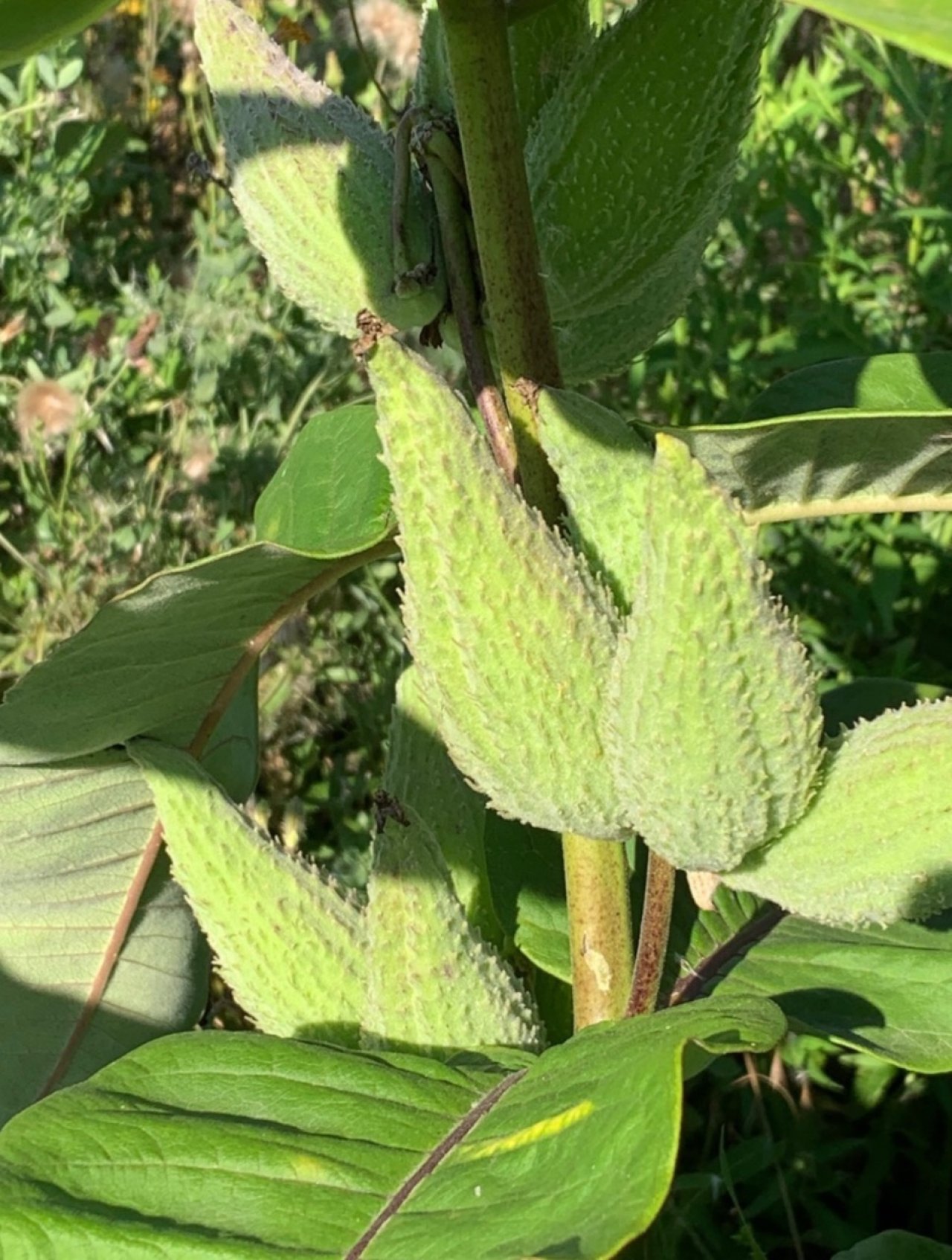 Eine andere krautige Art in Naturkalender App spotted by Franz on 27.07.2020