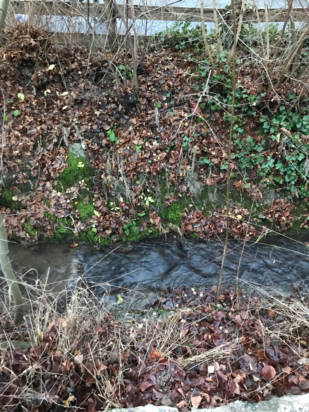 virtual scale in CrowdWater App spotted by Kantonsschule Baden on 07.12.2020