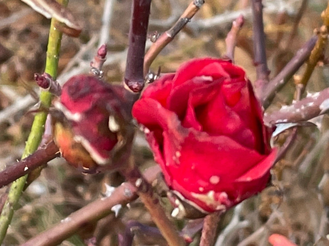 Eine andere Strauchart in Naturkalender App spotted by Franz on 14.12.2020