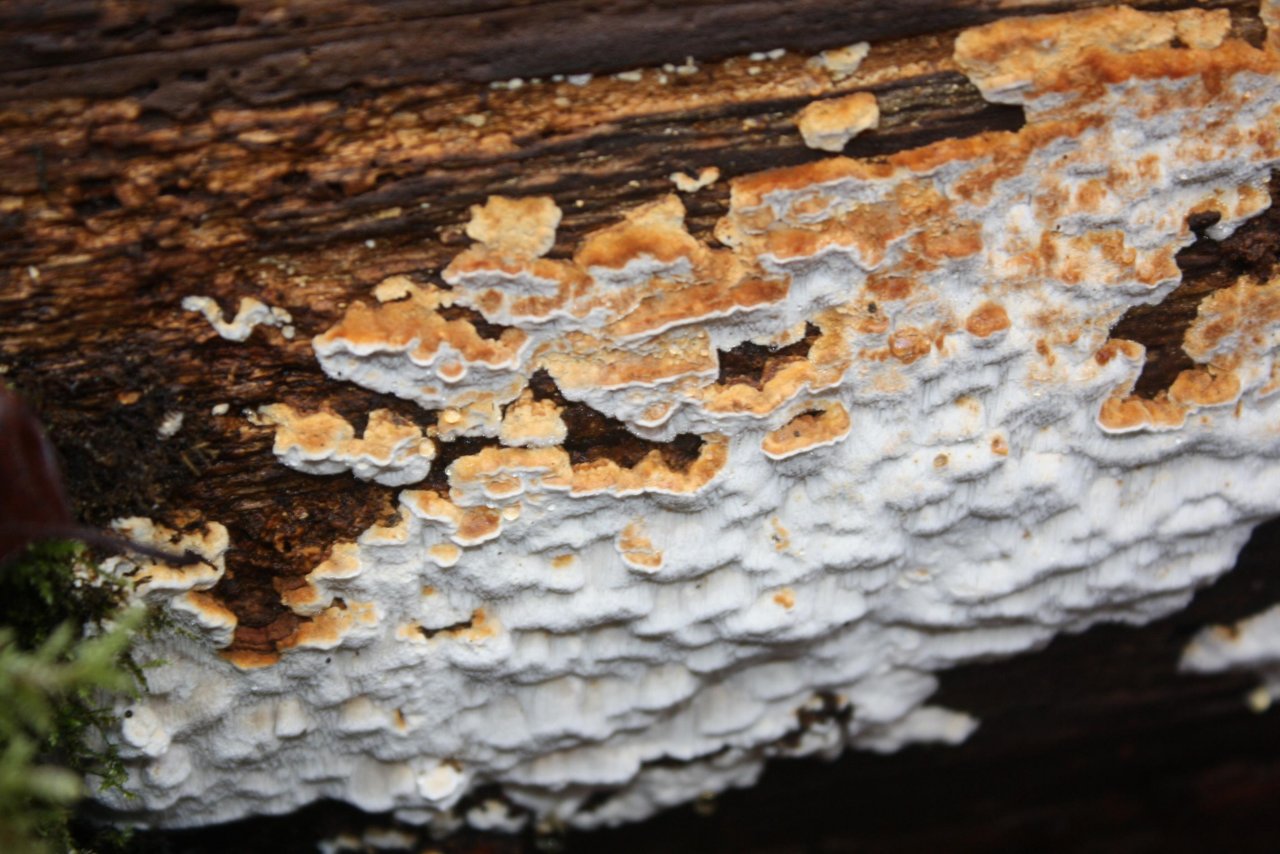 anderer Porling in Pilzfinder App spotted by Treitner on 17.12.2020