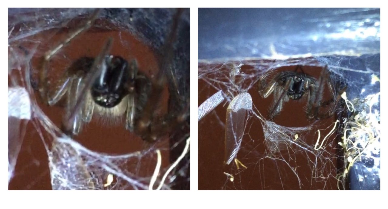 Cardinal Spider in SpiderSpotter App spotted by ednaward on 14.12.2020