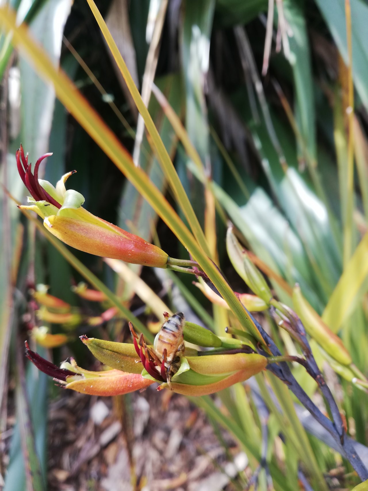 Новозеландський льон (Flax / Phormium)