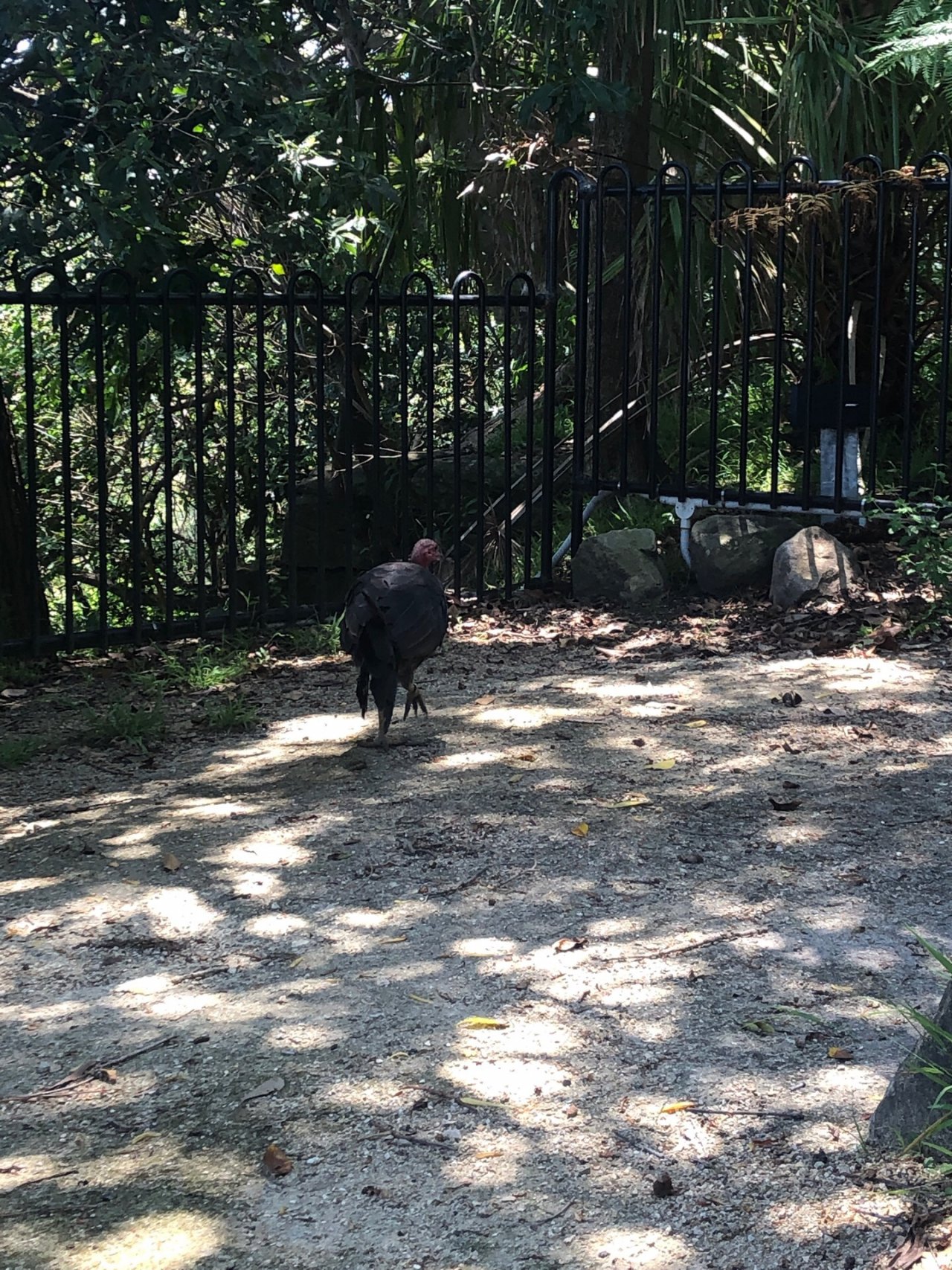 Brush-turkey in Big City Birds App spotted by Cait on 14.01.2021