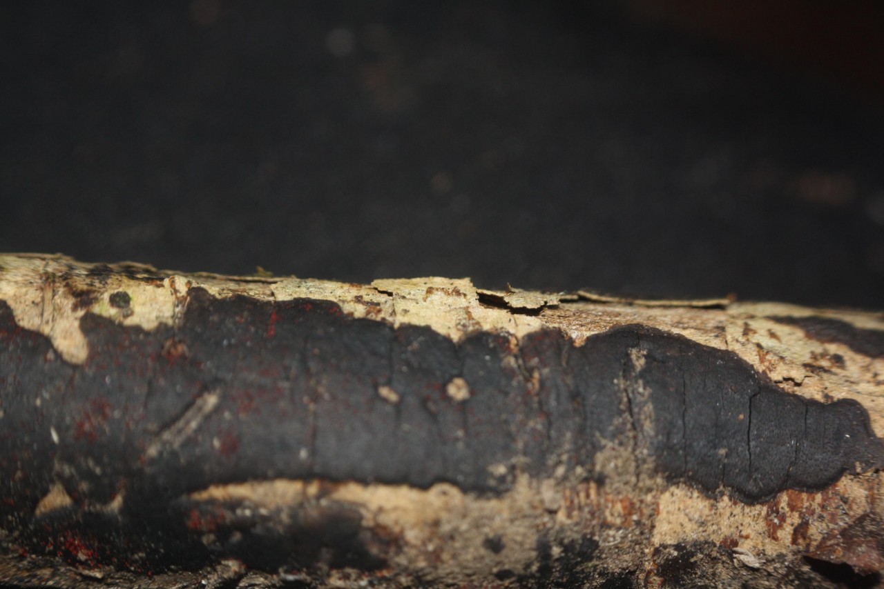 Narbige Eckenscheibchen (Diatrype stigma),
on a branch; deciduous tree; deadwood; lying open; 
