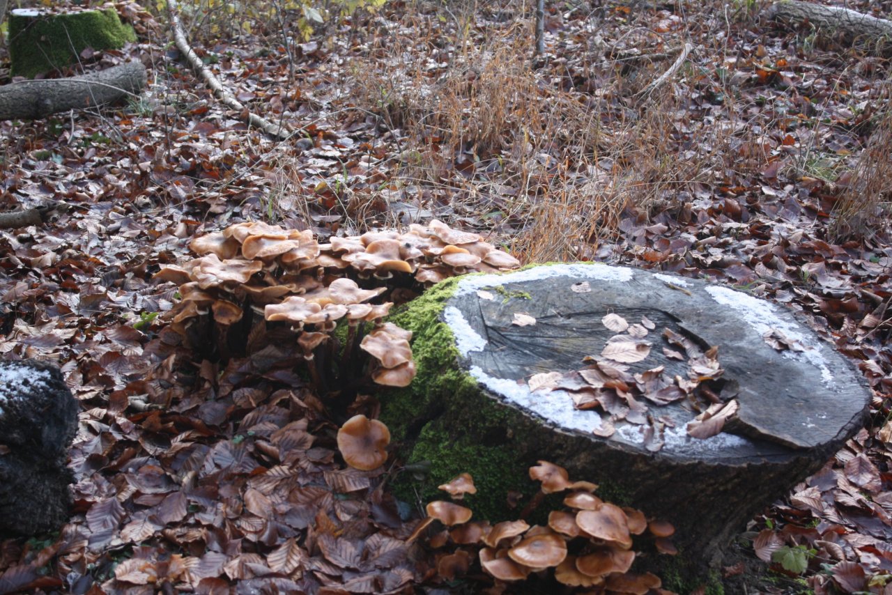 Dunkelschuppiger Hallimasch in Pilzfinder App spotted by Treitner on 12.12.2020