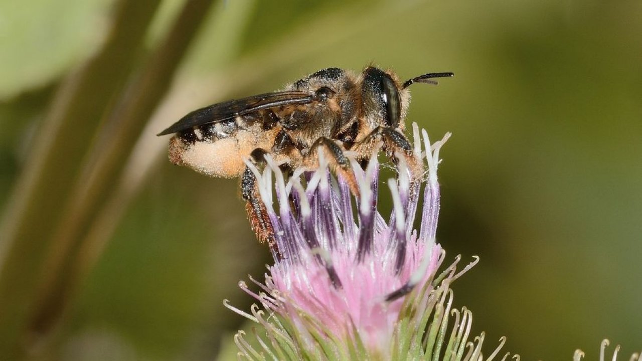 Abelha Cortadora de Folhas