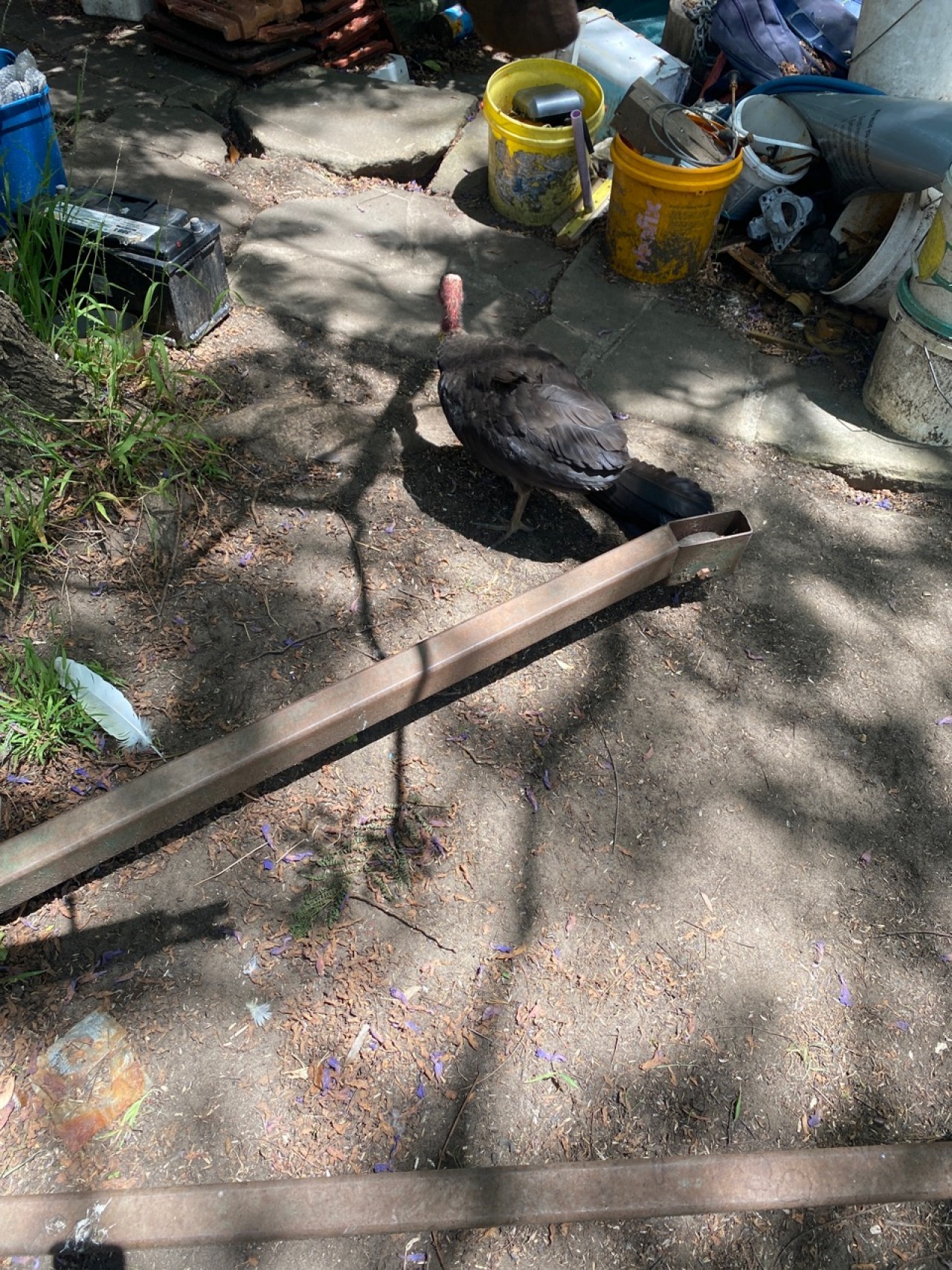 Wandering around | BrushTurkeys App | 09.12.2020