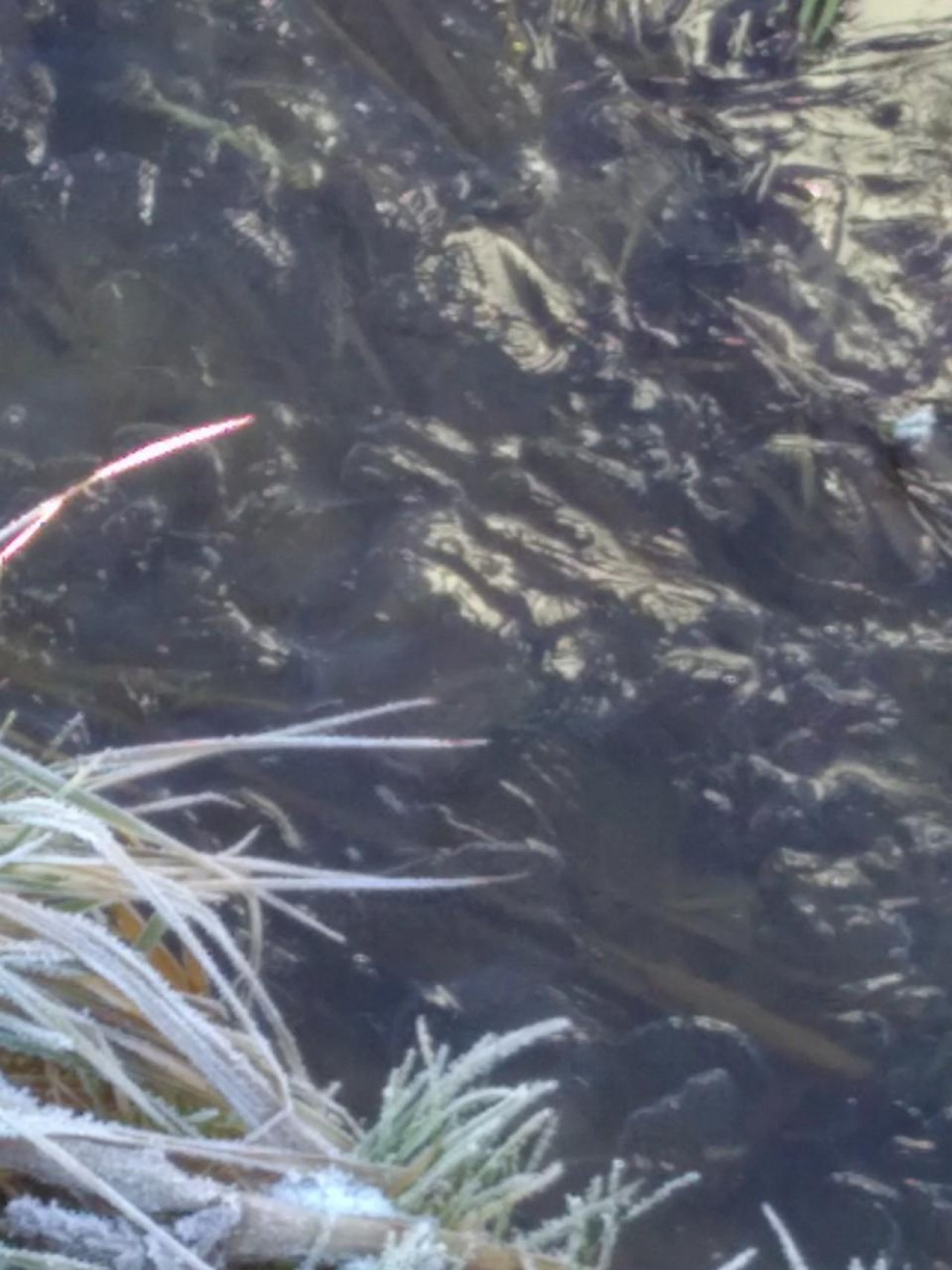 Eis auf Bächen und Teichen in Naturkalender App spotted by Doris Stampfer on 27.12.2020