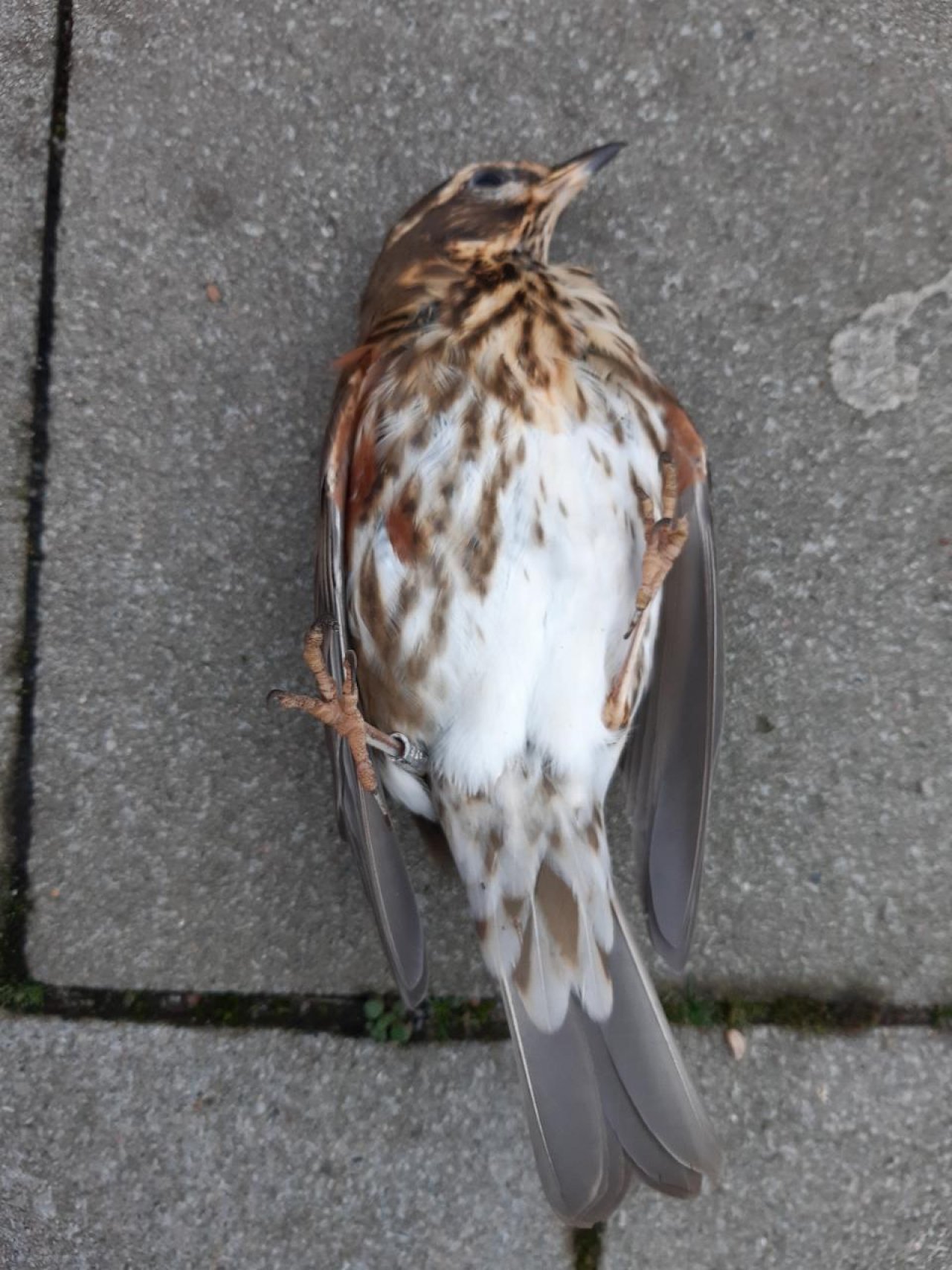 so groß wie Amsel in Roadkill App spotted by Mamabird on 31.12.2020