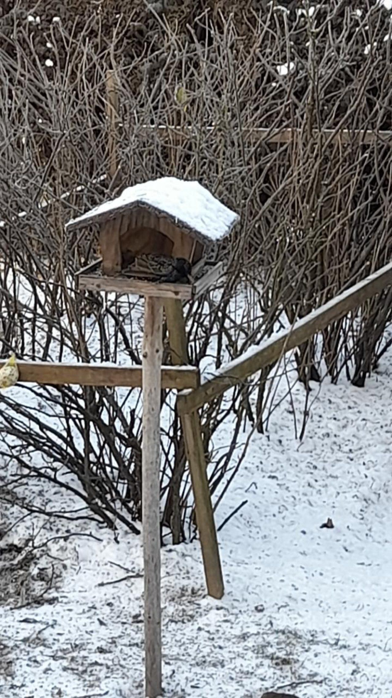 Eine andere Art in Naturkalender Oberösterreich App spotted by Anna Oberauer on 12.02.2021