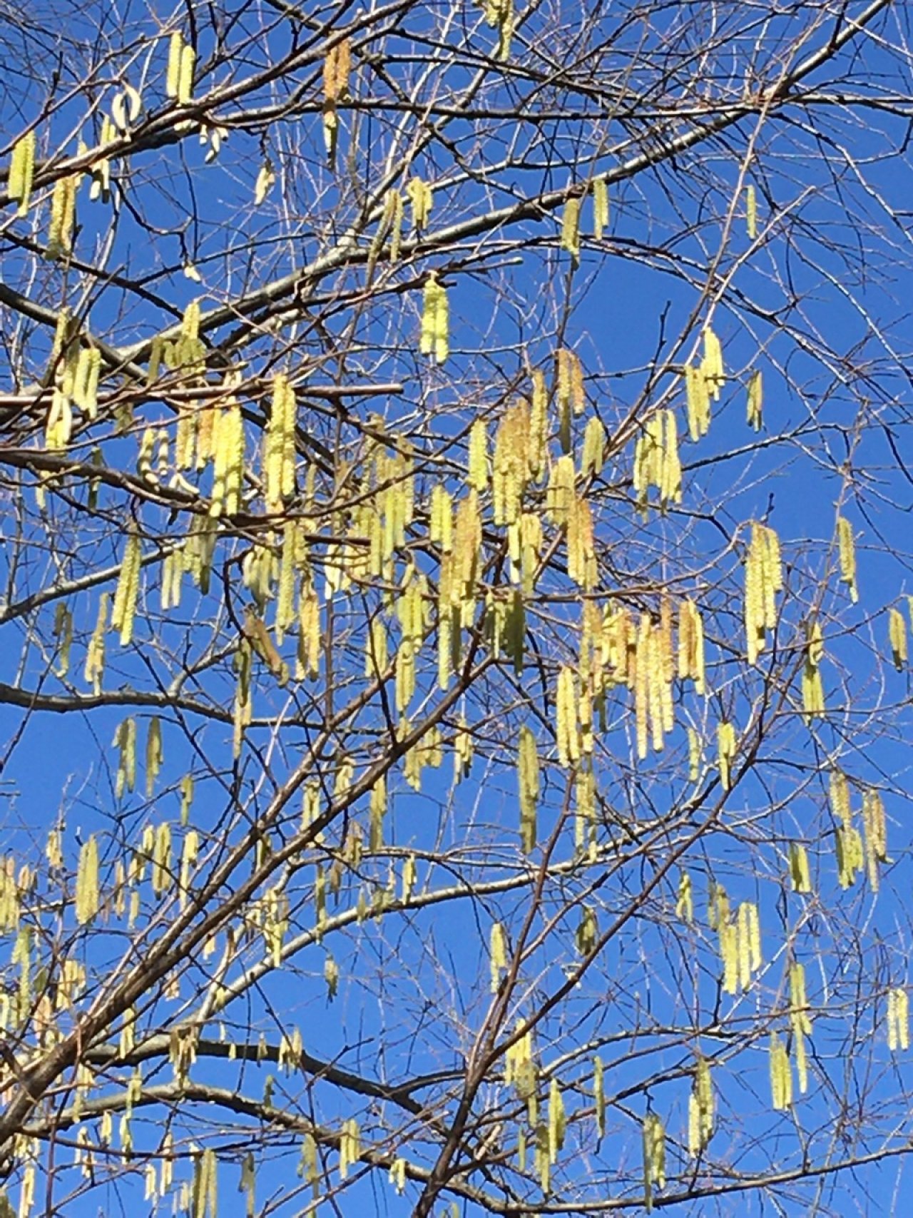 Haselstrauch in Naturkalender App spotted by Crivlas on 25.02.2021