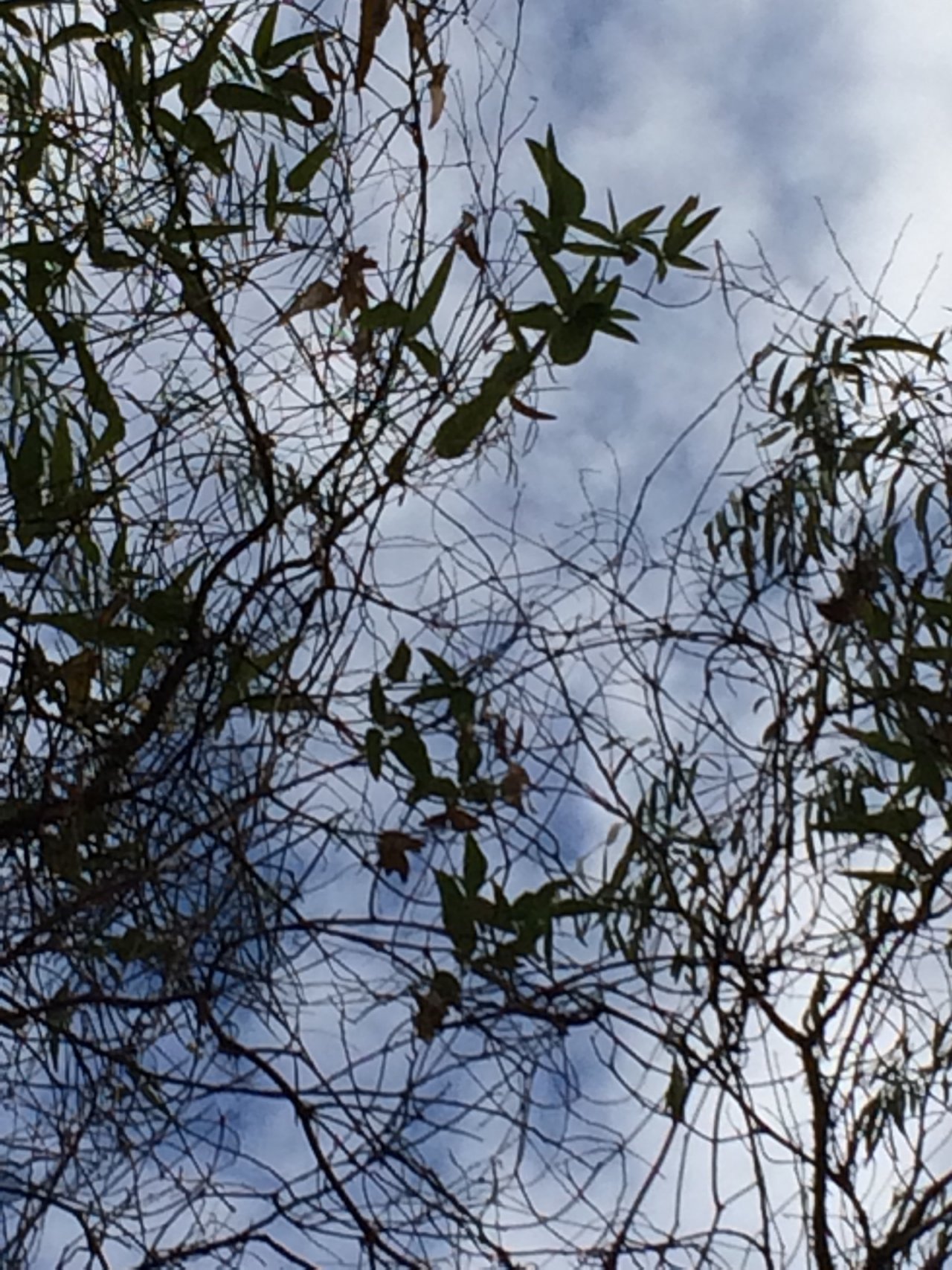 Native Wisteria in ClimateWatch App spotted by JHenderson on 10.03.2021