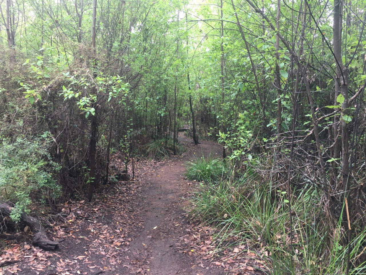 Other mammal in ClimateWatch App spotted by JasonShore on 01.03.2021