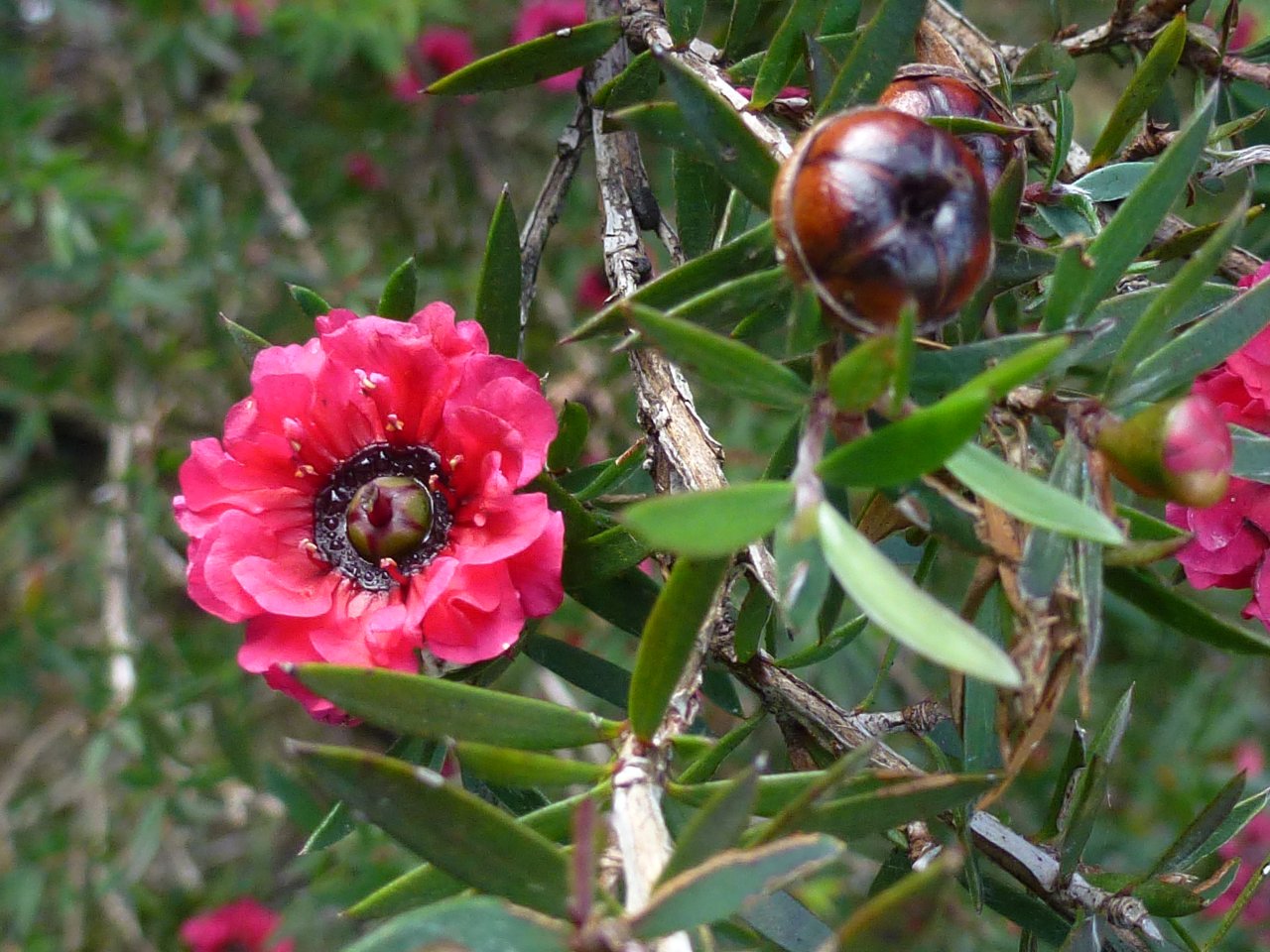 Mānuka