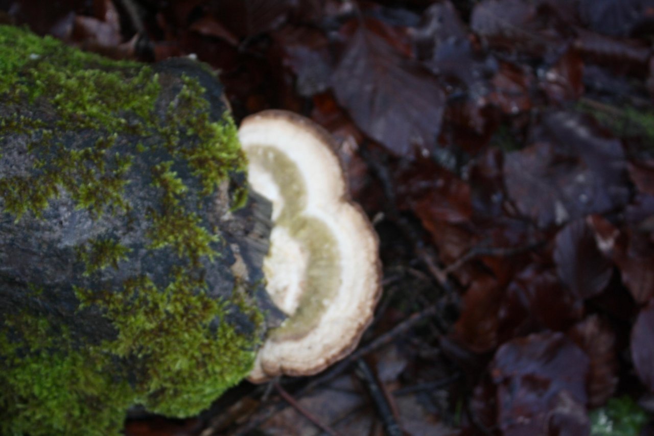 Buckeltramete in Pilzfinder App spotted by Treitner on 18.12.2020