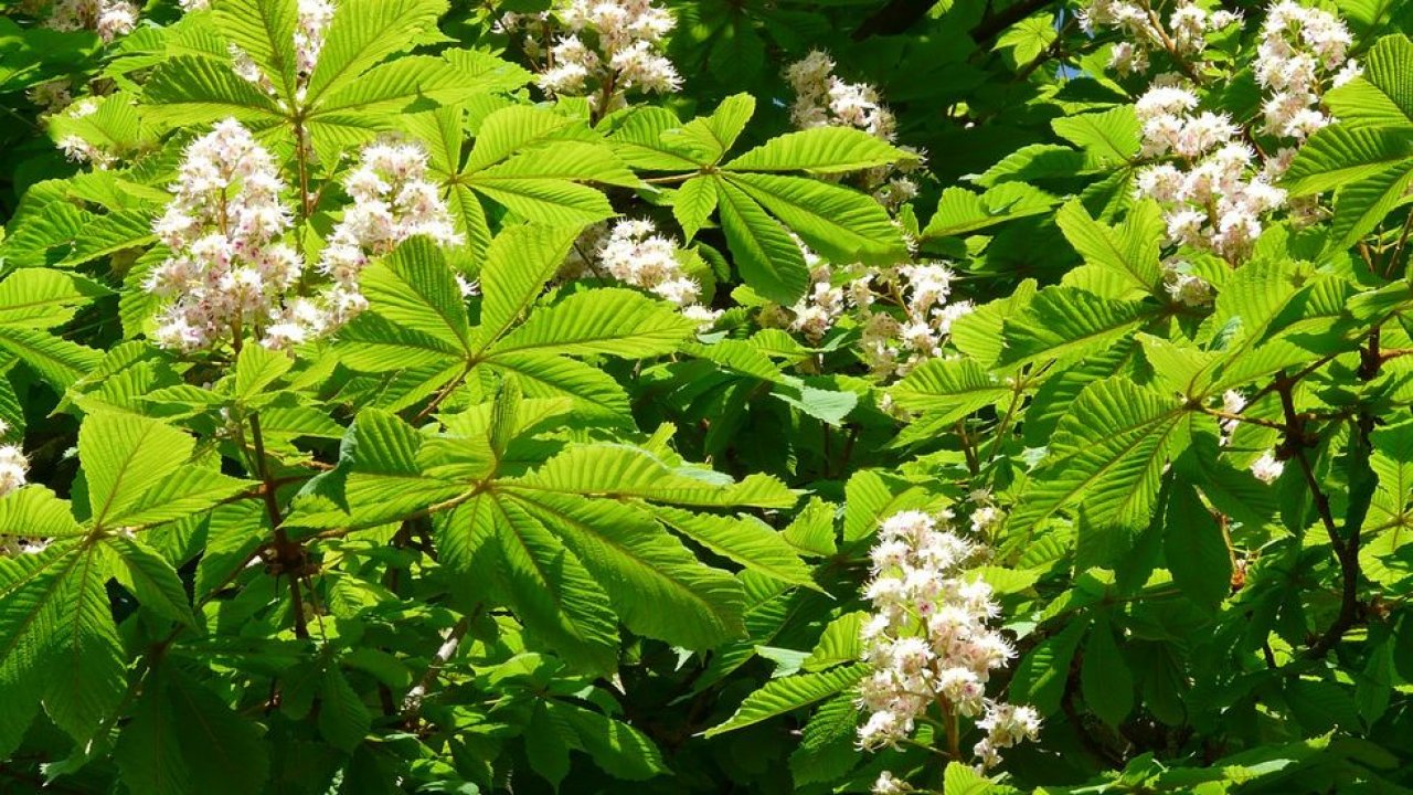 Castanheiro da Índia