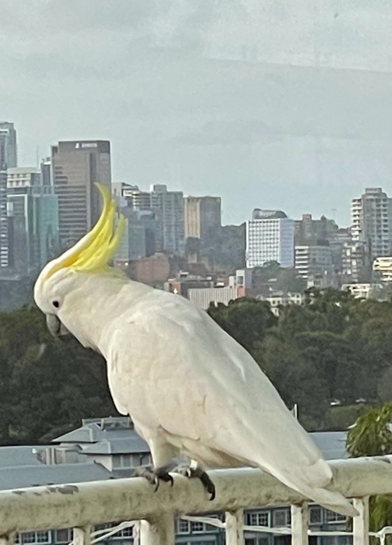 Sulphur-crested Cockatoo in Big City Birds App spotted by Amy on 05.02.2021