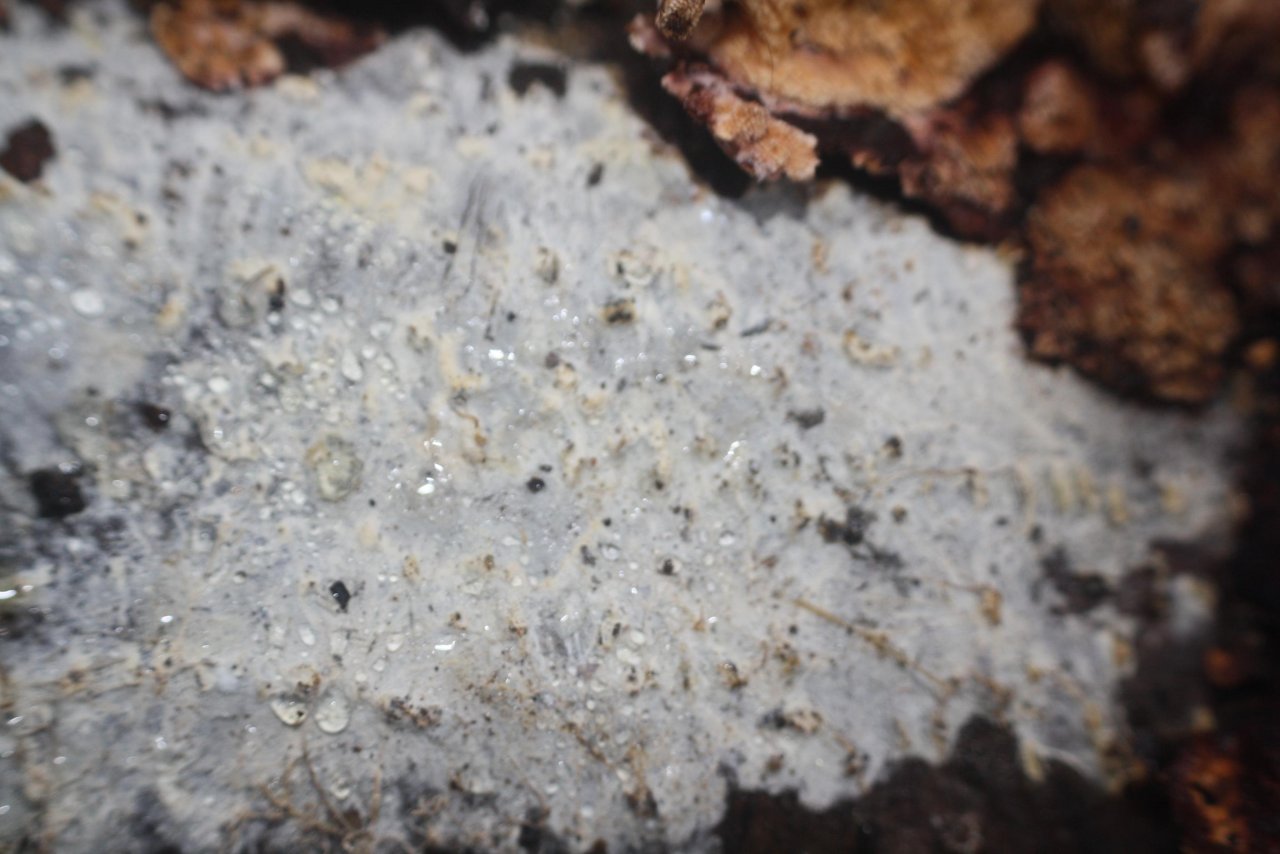 anderer Schichtpilz in Pilzfinder App spotted by Treitner on 11.12.2020