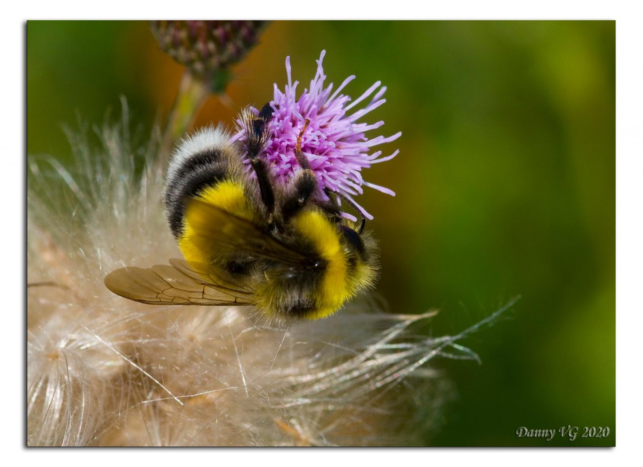 Other plant in Spot-a-Bee App spotted by Danny VG on 06.07.2020