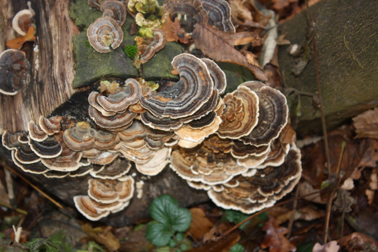 Schmetterlingstramete in Pilzfinder App spotted by Treitner on 10.12.2020