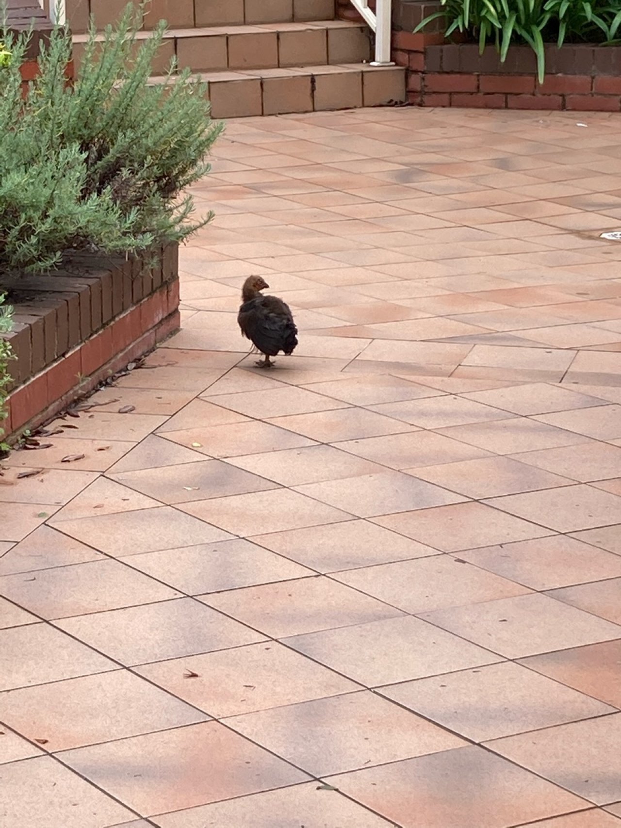 birds in BrushTurkeys App spotted by Mary Ann Irvin on 02.01.2021