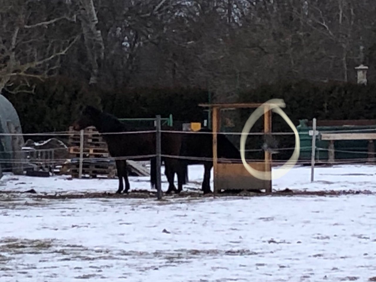 Hooded Crow in KraMobil App spotted by Krarin on 22.01.2021