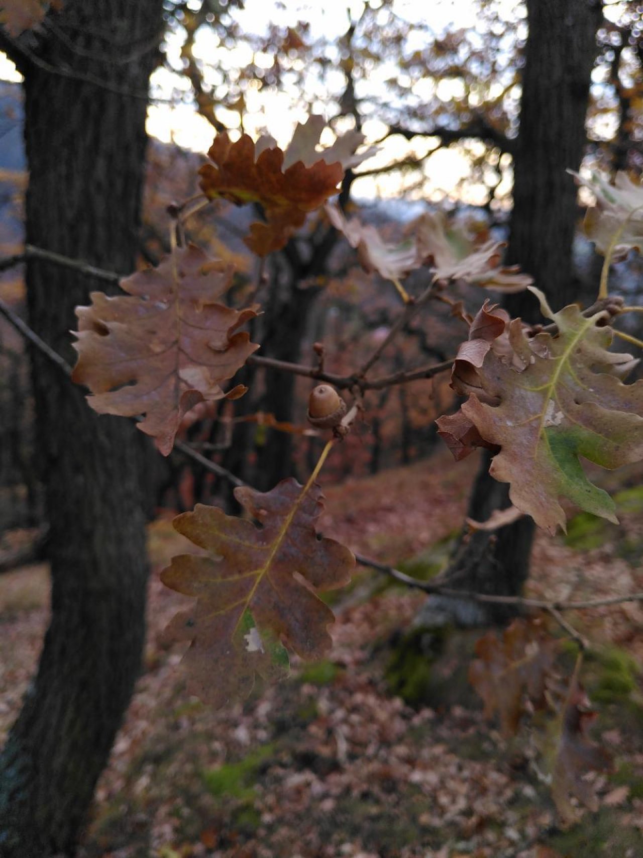 Eine andere Baumart in Naturkalender App spotted by TheOSWR on 29.11.2020