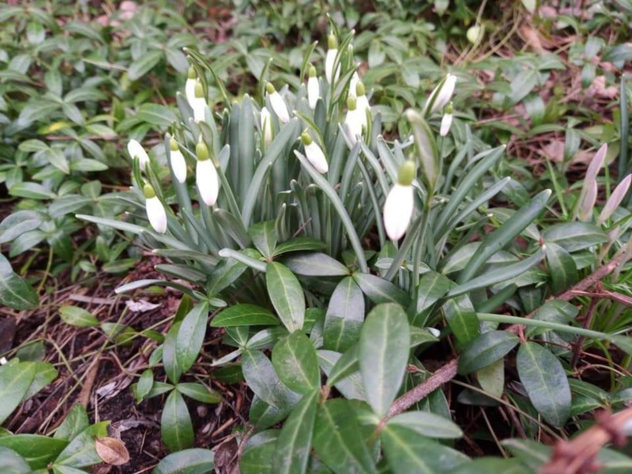 Schneeglöckchen in Naturkalender Oberösterreich App spotted by Siegfried Leitner on 18.02.2021