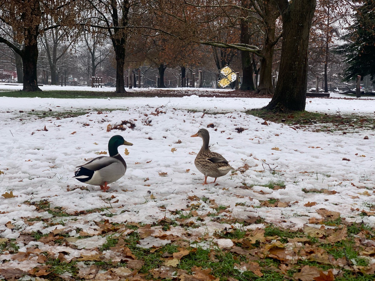 Eine andere Tierart in Naturkalender App spotted by Franz on 10.12.2020