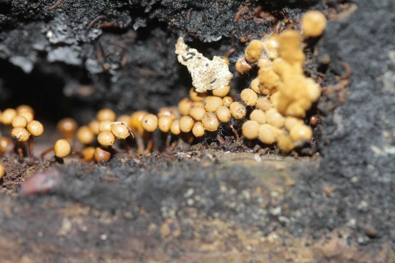 recht zahlreich auf totem Stamm, Baumart leider nicht beachtet... | Pilzfinder App 