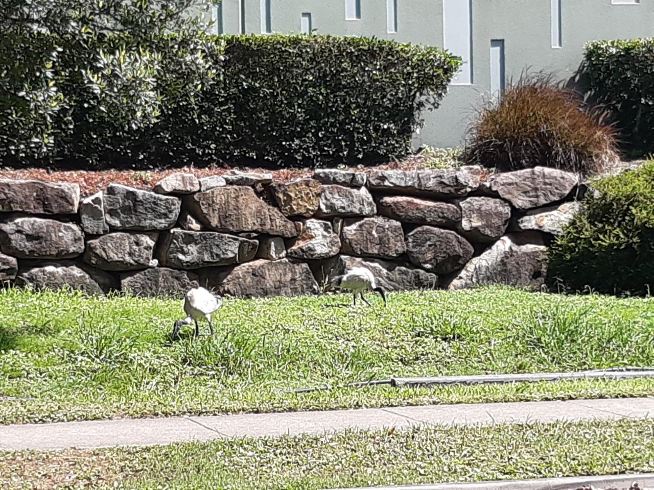 White Ibis in Big City Birds App spotted by Feather on 23.12.2020